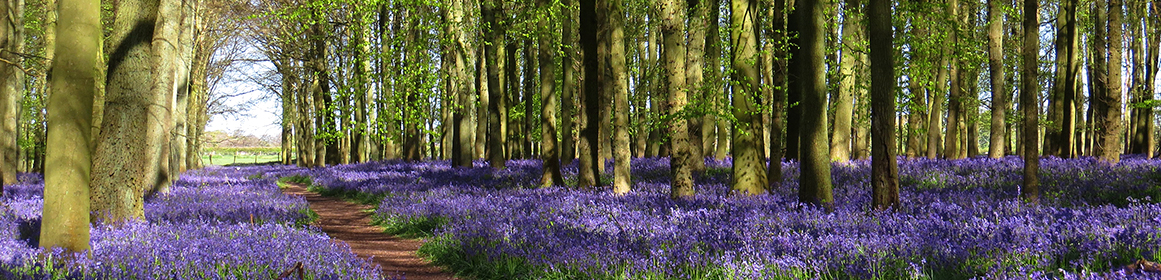 Flowers blooming in Cannock Chase