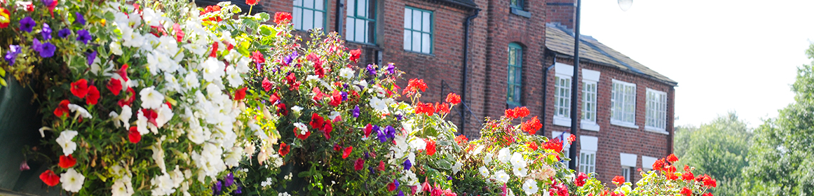 Flowers in Stafford Town Centre