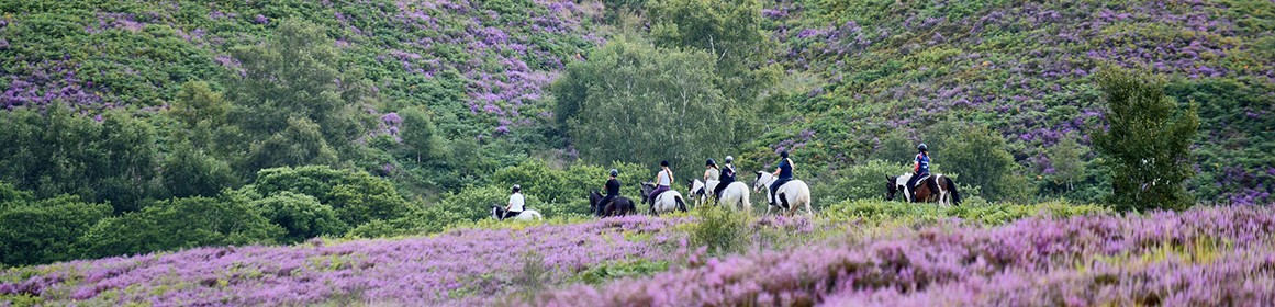 people riding horses through lavender fields