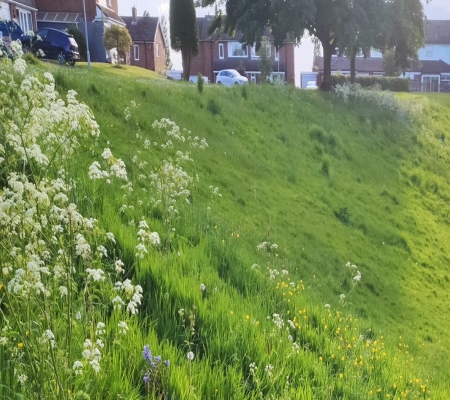 Climate change plans boosted by no mow scheme in Stafford 