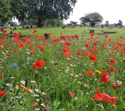 wild flower field