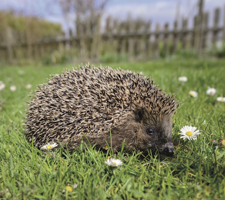 hedgehog