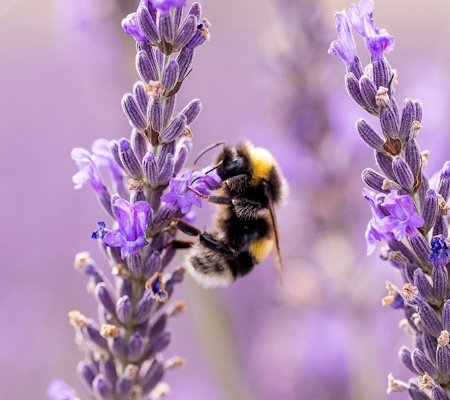 bee on lavender