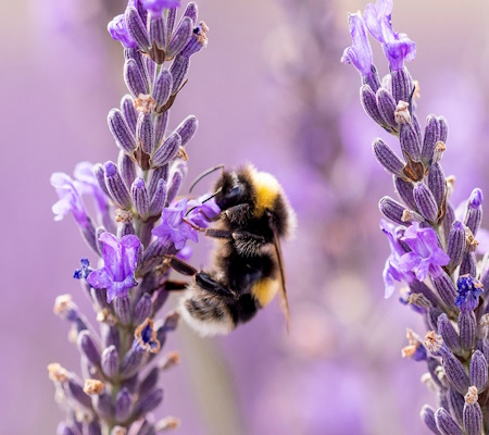 Bee on lavender