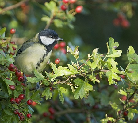 Bird in hawthorne tree