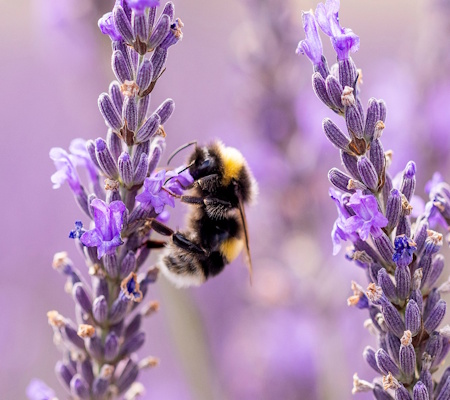 bee on lavender