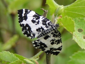 Argent and Sable butterfly